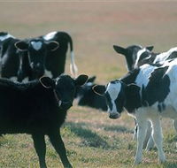 Bodalla Dairy Cheese Factory - Accommodation Port Macquarie