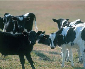 Bodalla Dairy Cheese Factory - Accommodation Port Macquarie 0