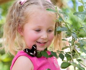 Coffs Harbour Butterfly House - Accommodation Port Macquarie 0