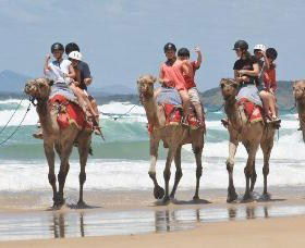 Camel Rides With Coffs Coast Camels - Accommodation Port Macquarie 0