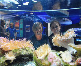 Solitary Islands Aquarium - Accommodation Port Macquarie 0
