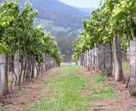 Villa D Esta Vineyard - Accommodation Port Macquarie 1