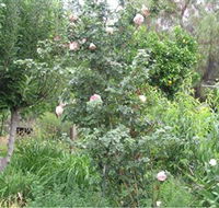 Tombstone Estate Vineyard - Accommodation Port Macquarie