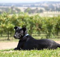 Moothi Estate Vineyard and Cellar Door - Accommodation Port Macquarie