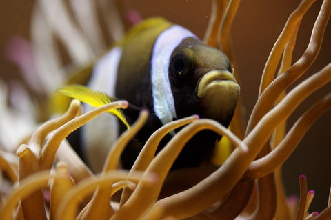 Solitary Islands Aquarium - Accommodation Port Macquarie 1