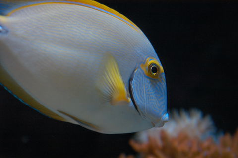 Solitary Islands Aquarium - Accommodation Port Macquarie 3