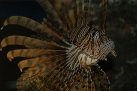Solitary Islands Aquarium - Accommodation Port Macquarie 4