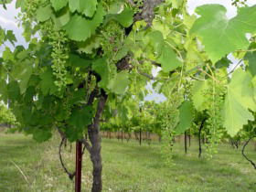 Holland Wines - Accommodation Port Macquarie 0
