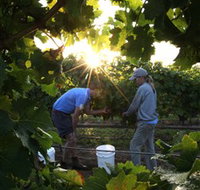 Oakdene Vineyards Restaurant and Cellar Door - Accommodation Port Macquarie