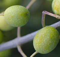 Montalto Vineyard and Olive Grove - Accommodation Port Macquarie