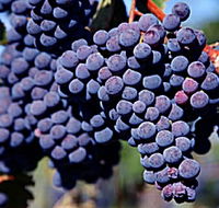 Morningside Vineyard - Accommodation Port Macquarie
