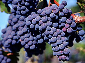 Morningside Vineyard - Accommodation Port Macquarie 0