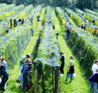 Crosswinds Vineyard - Accommodation Port Macquarie