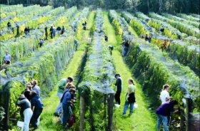 Crosswinds Vineyard - Accommodation Port Macquarie 0