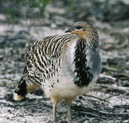 Yongergnow Australian Malleefowl Centre - Accommodation Port Macquarie