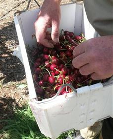 Mouat's Farm - Accommodation Port Macquarie 3