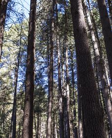 Sugarpine Walk - Accommodation Port Macquarie 1