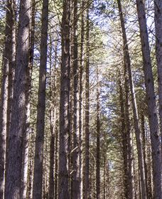 Sugarpine Walk - Accommodation Port Macquarie 3