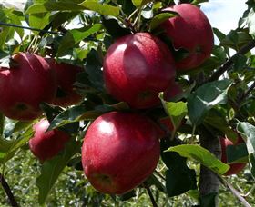 Wilgro Orchards - Accommodation Port Macquarie 3