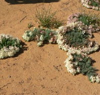 Coorow Wreath Flowers - Accommodation Port Macquarie