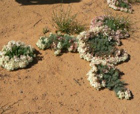 Coorow Wreath Flowers - Accommodation Port Macquarie 0