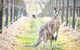Yabby Lake Vineyard & Cellar Door - thumb 8