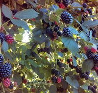 Gunnadoo Berries - Accommodation Port Macquarie