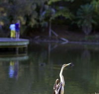 Birdwatching in the South Burnett - Accommodation Port Macquarie