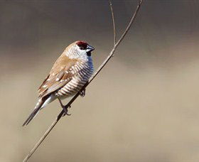 Capertee Valley Bird Trail - Accommodation Port Macquarie 3