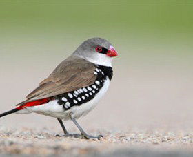 Capertee Valley Bird Trail - Accommodation Port Macquarie 1
