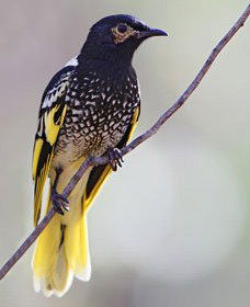 Capertee Valley Bird Trail - Accommodation Port Macquarie 4