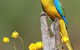 Capertee Valley Bird Trail - thumb 5