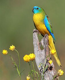 Capertee Valley Bird Trail - Accommodation Port Macquarie 5