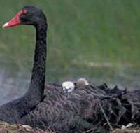 French Island Marine National Park - Accommodation Port Macquarie