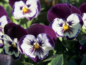 Newtown Park State Rose Garden - Accommodation Port Macquarie 0