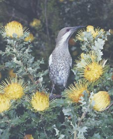 Dryandra Woodland - Accommodation Port Macquarie 1