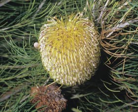 Dryandra Woodland - Accommodation Port Macquarie 3