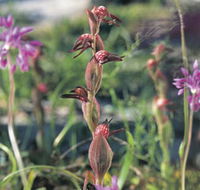 Carnamah-Eneabba Wildflower Drive - Accommodation Port Macquarie