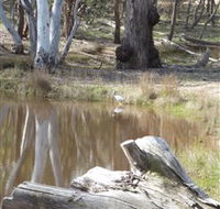 Mulligans Flat - Accommodation Port Macquarie