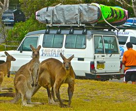 Surfaris Surf Camp - Accommodation Port Macquarie 3
