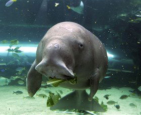 SEA LIFE Sydney Aquarium - Accommodation Port Macquarie 1