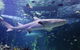 SEA LIFE Sydney Aquarium - thumb 0