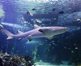 SEA LIFE Sydney Aquarium - Accommodation Port Macquarie 0