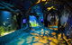 SEA LIFE Sydney Aquarium - thumb 2