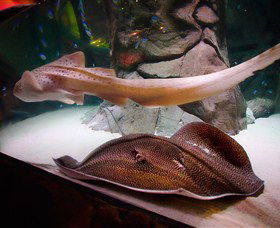 SEA LIFE Sydney Aquarium - Accommodation Port Macquarie 4