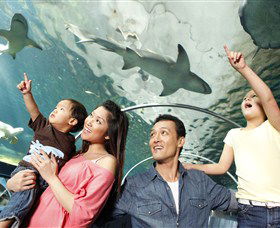 SEA LIFE Sydney Aquarium - Accommodation Port Macquarie 7