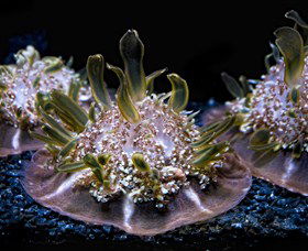 SEA LIFE Sydney Aquarium - Accommodation Port Macquarie 8