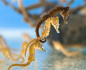 SEA LIFE Sydney Aquarium - Accommodation Port Macquarie 6
