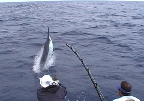 Amokura Charters - Accommodation Port Macquarie 0