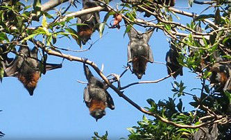 Blackbutt Reserve - Accommodation Port Macquarie 1